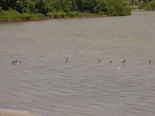 Birds in the salt pond at South Frigate Bay