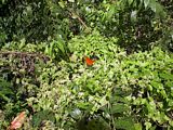 Photo 5: St Kitts Rain Forest