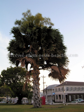 St Kitts heritage sites photos - Talipot palm tree in bloom in Independence Square in downtown Basseterre St Kitts