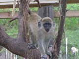 St Kitts and Nevis Green Vervet Monkey