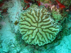 St Kitts scuba diving photo coral formation