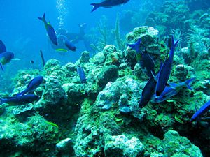 St Kitts scuba diving photo Creole Wrasse