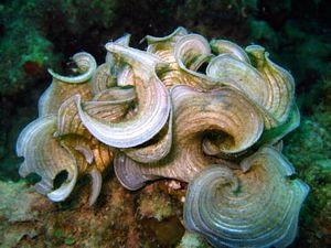 St Kitts scuba diving photo flower coral