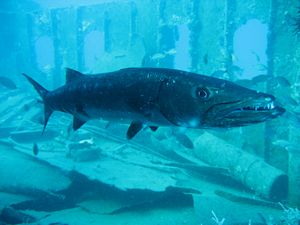 St Kitts scuba diving photo George the Barracuda