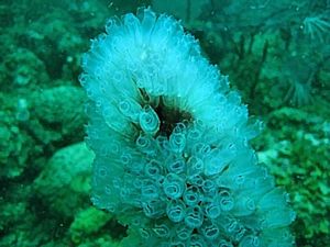 St Kitts scuba diving photo Sea Anemone