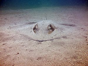 St Kitts scuba diving photo Southern Stingray