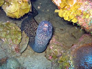 St Kitts scuba diving photo Speckled Moray