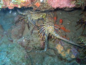 St Kitts scuba diving photo Spiney Lobster