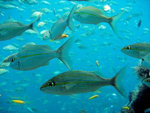 St Kitts scuba diving photo Yellowtail Snapper