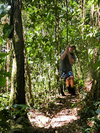 St Kitts tours and Island Safaris with Captain Sunshine Tours. St Kitts rainforest photo of Captain Sunshine Tours St Kitts Sunshine 360 Tour