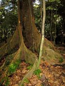 St Kitts tours with David Swanston of Poinciana Tours. St Kitts photo of the rain forest taken on a St Kitts rainforest tour in the Wingfield area with Poinciana Tours.