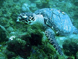 St Kitts scuba diving photo Hawksbill Turtle