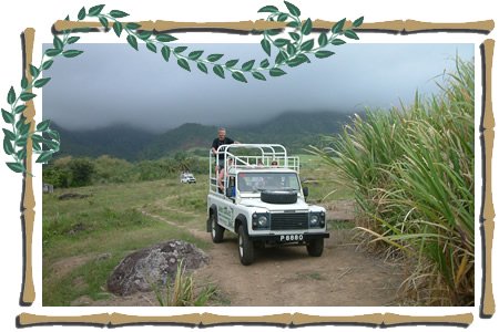 St Kitts Sugar Plantation Tour photo of land rovers in the cane fields