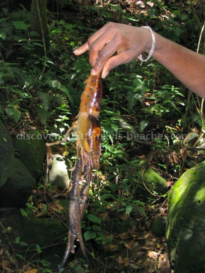 Photo of crayfish from Wingfield River