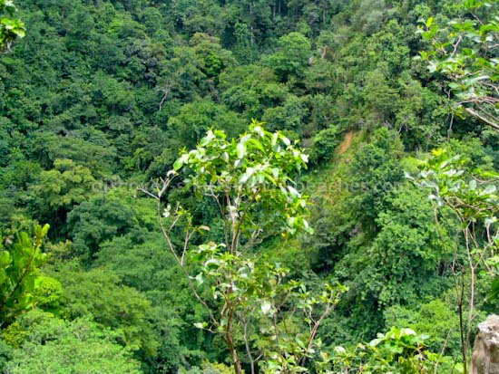 Photo of the Valley of the Giants in the Wingfield Rainforest