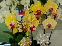 Yellow Butterfly Orchids