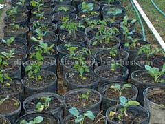 Potted seedlings