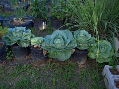 Cabbages growing in flower pots