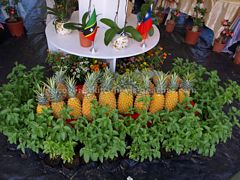 Pineapples and Basil
