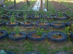 Backyard gardening demo using used car tyres